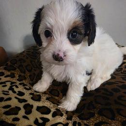 Prada (Parti) - Parti female Yorkipoo puppy in Duncan, South Carolina from Sonshine Yorkies