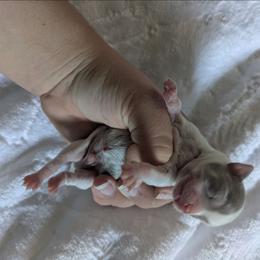 Lushie - Blue and white male Chihuahua puppy in Amity, Pennsylvania from Baxters Chihuahuas