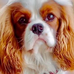 Cavalier King Charles Spaniels and Poodles from Erica's Cavalier King Charles Spaniels and Poodles