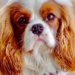 Cavalier King Charles Spaniels and Poodles from Erica's Cavalier King Charles Spaniels and Poodles