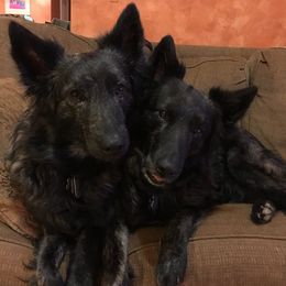 Dutch Shepherds from Kent's Dutch Shepherds