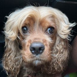 Dezi - Cocker Spaniel