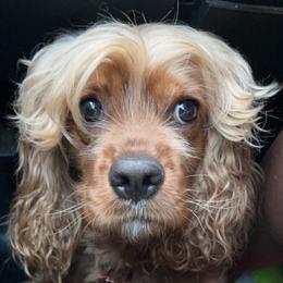 Dezi - Cocker Spaniel
