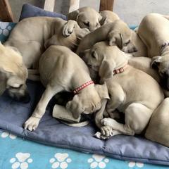 Sloughi Puppies from Almaboubin Sloughis