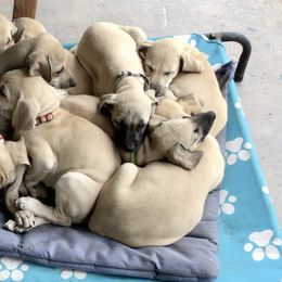 Sloughi Puppies from Almaboubin Sloughis
