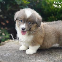 Eli - Blue male Pembroke Welsh Corgi puppy in Straughn, Alabama from Magnolia Creek Corgis