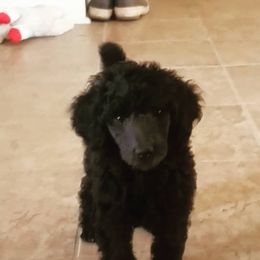 Chinese Crested and Poodle Puppies from En Vie