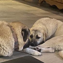 Anatolian Shepherd Dogs from Karen Maitilasso