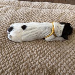 Wirehaired Pointing Griffon Puppies from Idleista Grand Chasseur
