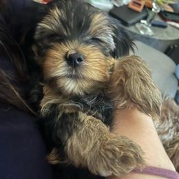 Slim - Black and tan male Yorkshire Terrier puppy in Beavercreek, Ohio from The Yorkie Den, LLC