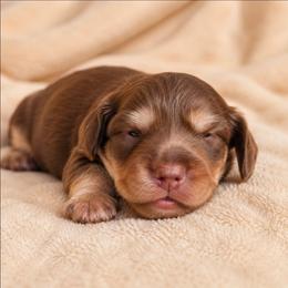 Chocolate and Cream Female - Chocolate and cream female Dachshund puppy in Trade, Tennessee from TN Miniature Dachshunds & Basset Hounds
