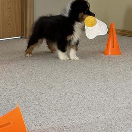 Australian Shepherd Puppies from SolarStorm Australian Shepherds