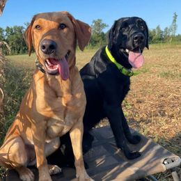 Labrador Retrievers from Jam’s Kennels