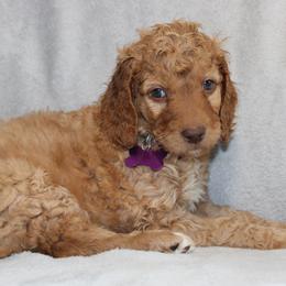 Tinsel - Apricot female Goldendoodle puppy in Howard City, Michigan from Doodles and Chaos