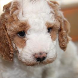 Yellow Collar Boy - White male Cavapoo puppy in Almira, Washington from Cavapoo Cuddles