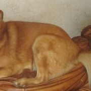 Finnish Spitzs from Mary's Pups