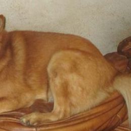 Finnish Spitzs from Mary's Pups