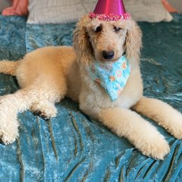 Olive - Poodle