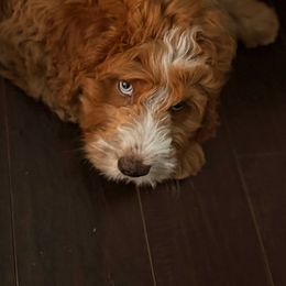 Bernedoodle Puppies from Palmetto Bernedoodles Boutique