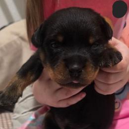 Boy 4 - Black and mahogany male Rottweiler puppy in San Antonio, Texas from HAUS OF RZA