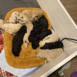 Bernedoodle Puppies from Bruce and Emma Doodles