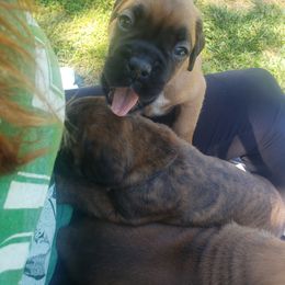 Boxer Puppies from SmashBox Kennel