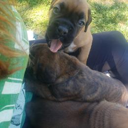 Boxer Puppies from SmashBox Kennel