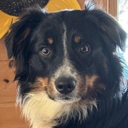Miniature Australian Shepherds from Cartecay Mountain Aussies