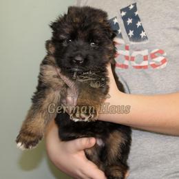 Girl 3 - Black and red female German Shepherd puppy in Mount Vernon, Missouri from German Haus German Shepherds LLC
