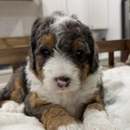 Boy 1 - male Bernedoodle puppy in Herriman, Utah from Rose canyon doodles