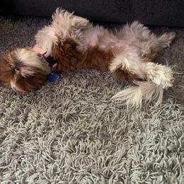 Shih Tzu Puppies from Jocelyn Burkey's Shih Tzus