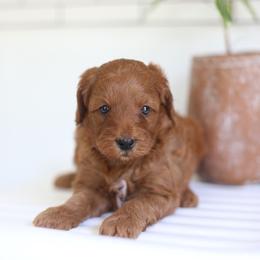 Theo - Red  male Goldendoodle puppy in Stevens, Pennsylvania from Pebble Paws Lane