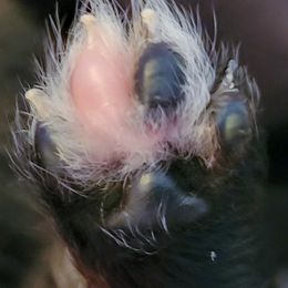 Pomeranian Puppies from Pawsome Poms