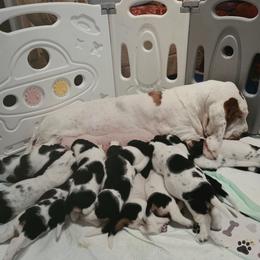 Basset Hound Puppies from Double Branch Basset Hounds