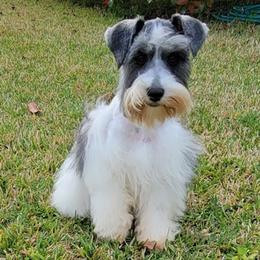 Miniature Schnauzers from JNJ Lark