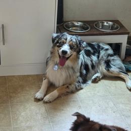 Wesson - Australian Shepherd