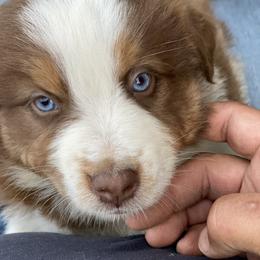Australian Shepherd All Grown Up from Ralph's Australian Shepherds