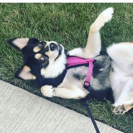 Elsa - Pomsky