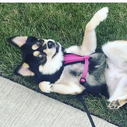 Elsa - Pomsky