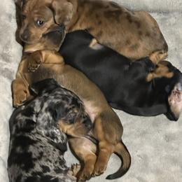 Dachshund Puppies from BZ’s Pupperoni Fractory