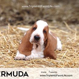 Bermuda - Red and white male Basset Hound puppy in Jefferson City, Missouri from Triple Hill Farm