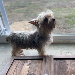 Kisses - Yorkshire Terrier