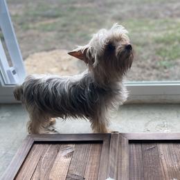 Kisses - Yorkshire Terrier