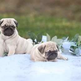Pug Puppies from Malta Pugs