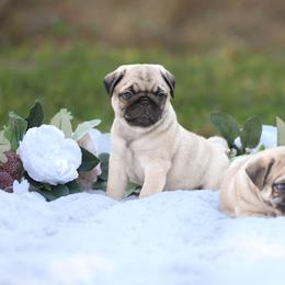 Pug Puppies from Malta Pugs