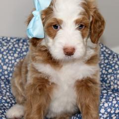 Australian Mountain Doodle, Australian Shepherd, Bernedoodle, Labradoodle, and Poodle Puppies from Island View Poodles & Doodles