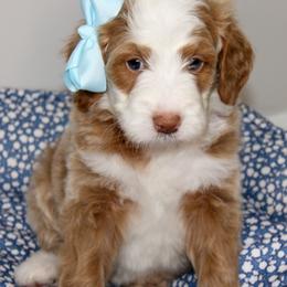 Australian Mountain Doodle, Australian Shepherd, Bernedoodle, Labradoodle, and Poodle Puppies from Island View Poodles & Doodles