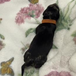 AKC VIOLA - ORANGE COLLAR - Dapple female Dachshund puppy in Sacramento, California from Valentina's mini  AKC Dachshunds