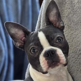 Sapphire - Boston Terrier