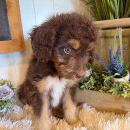 Bear paws - Brown male Bernedoodle puppy in Saint Francis, Kansas from Land of Oz Doodles